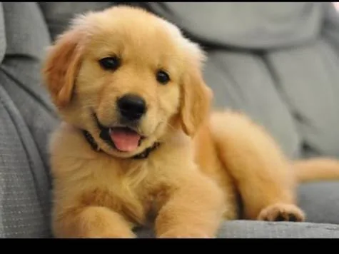 Petition to Let Preeti Get a Dog this Summer