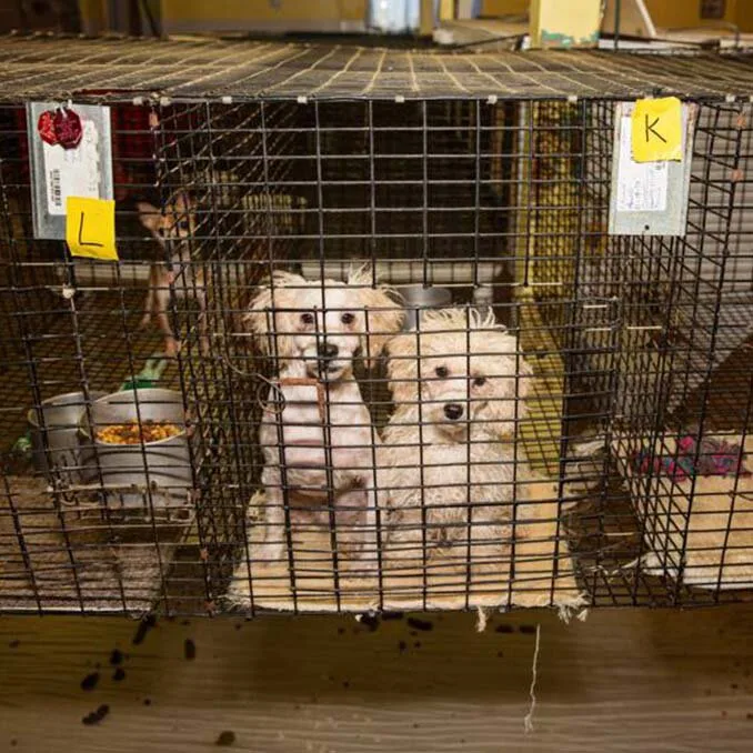 Stop animal inbreeding it can be deadly