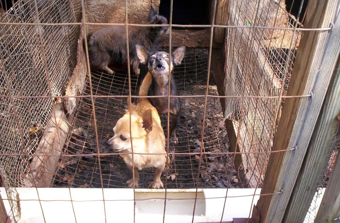 STOP LARIMER COUNTY PUPPY MILL!!