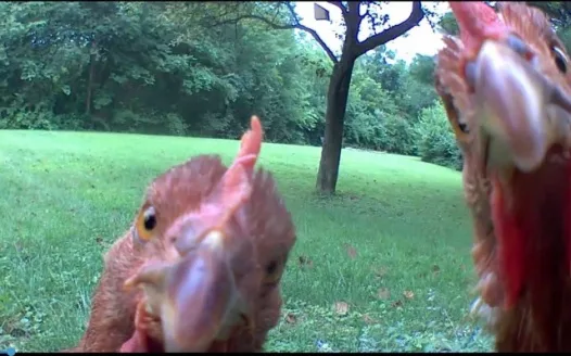 Fowl Ordinance within the City of Monmouth
