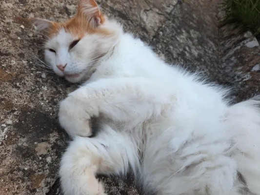 Petition to add Buco the Cat to Little Sim World