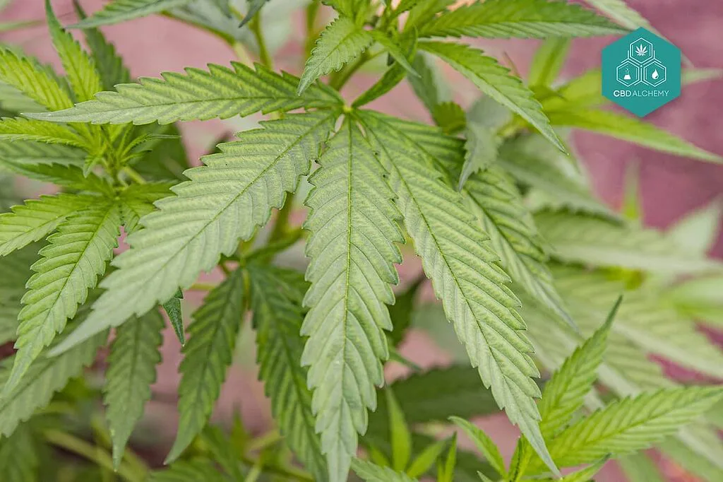 Legalize the most beautiful Herb Cannabis