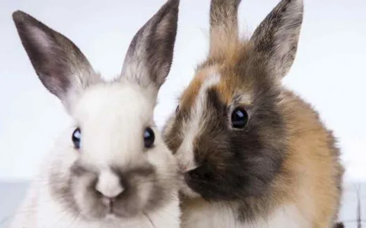 Stop animal testing