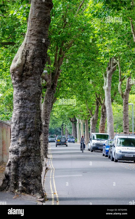 Save Theydon's Mature Verge Trees