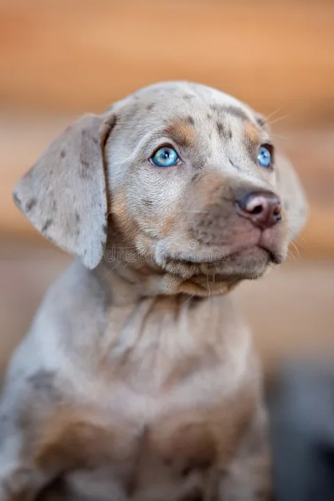 Get Blair a dog with blue eyes for her bday
