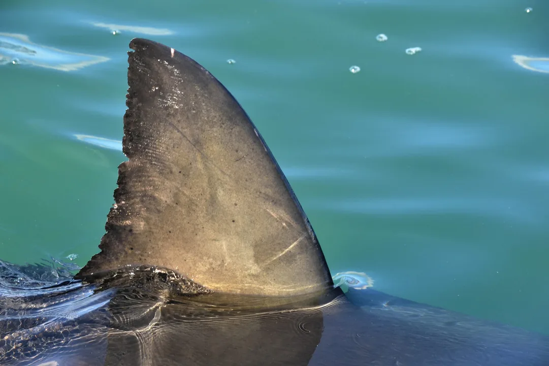 Ban the hunting of shark fins
