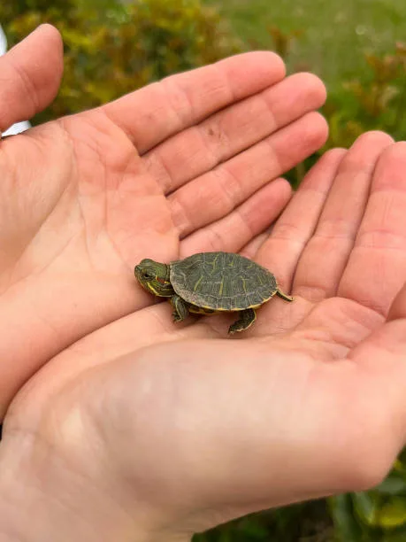 petition for isha to get a pet turtle 