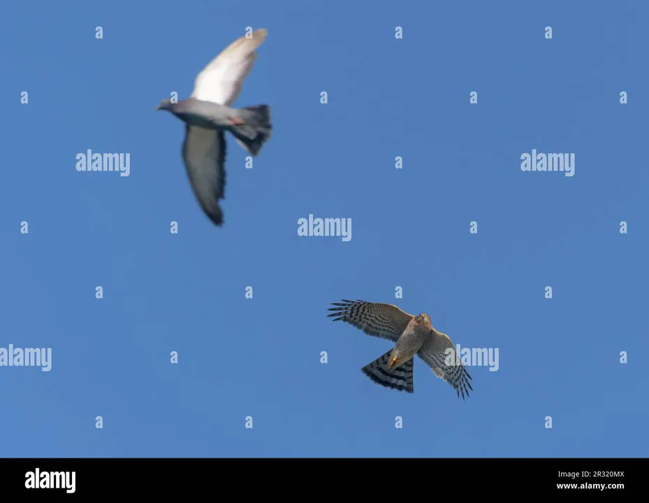 Save Our Songbirds/Pigeons - Request Solution Found!