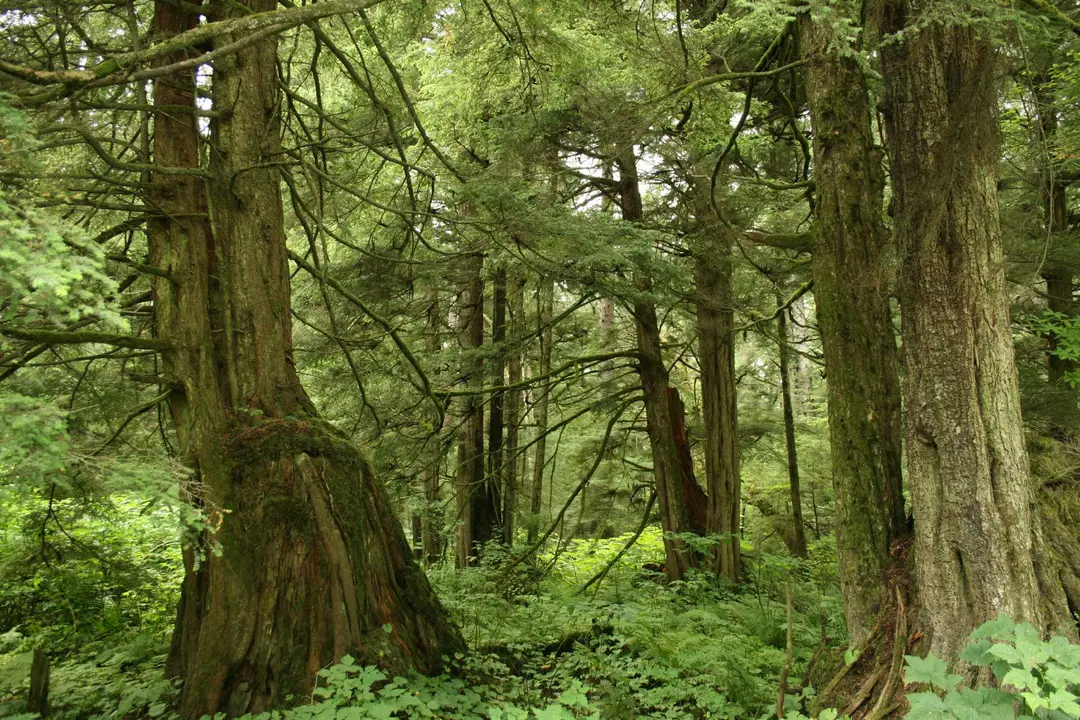 Stop the Deforestation!