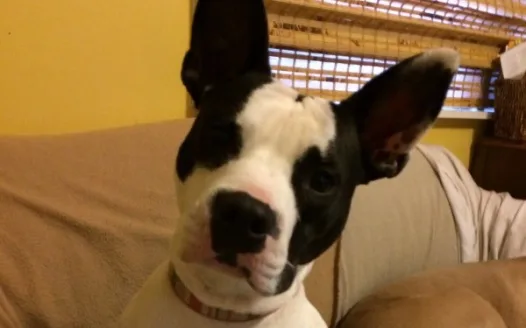 Save Ramona the Rescue dog!