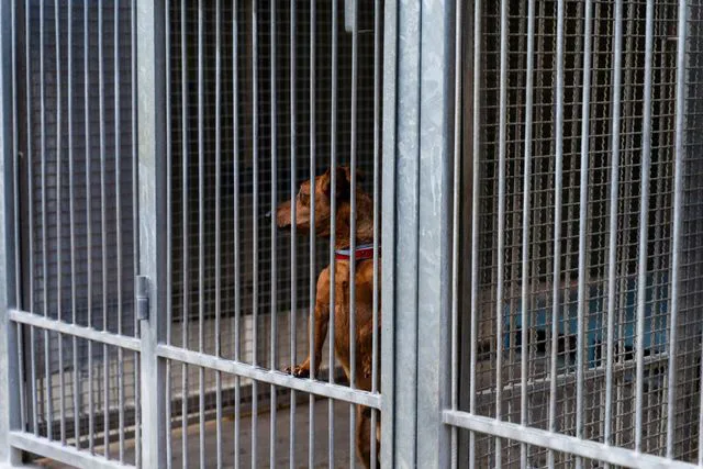 Berrien County Georgia Animal Shelter Euthanization