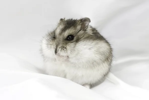 Petição para a Maria ser autorizada a ter um hamster