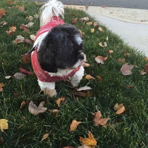 In honor of Coco McCann, remove the Rottweiler from Lansdowne