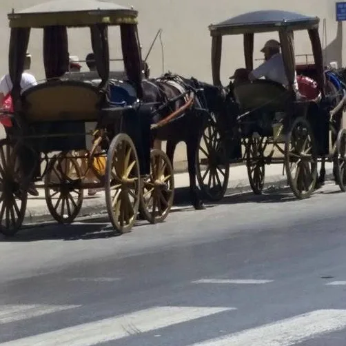 Protect our traditional carriage horses from excessive heat