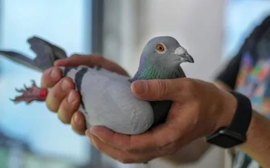 Protection & Humane Treatment of Pigeons in Malta