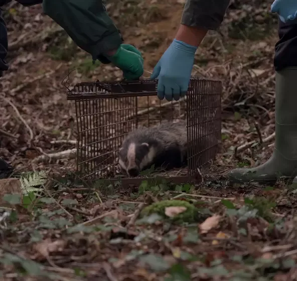 Protect South Somerset's remaining badgers by investing in badger vaccination projects in the District Council area.