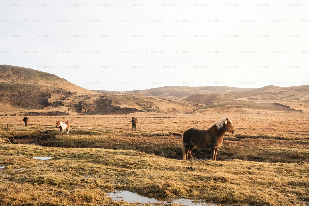 Stop Horse Slaughter