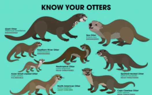 Save The Otters