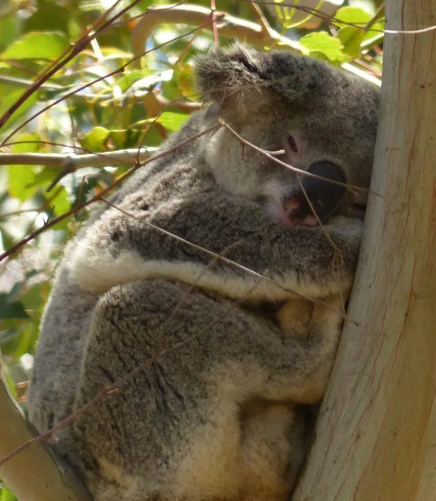 Saving our Future: Preserving Trees for Redlands Koalas
