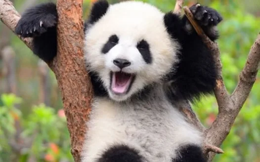 Panda Girl