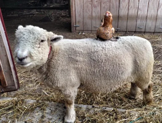 pro-mohawk for kabob the sheep