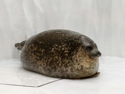 Make a new seal emoji