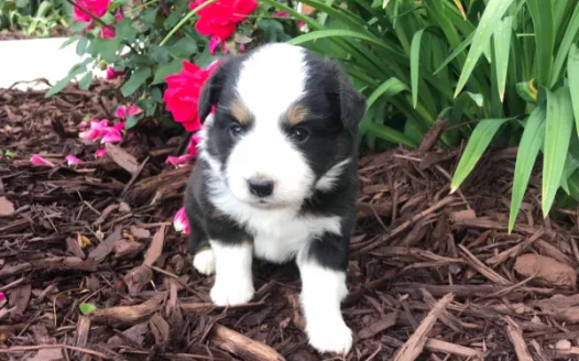Get Allee her puppy.