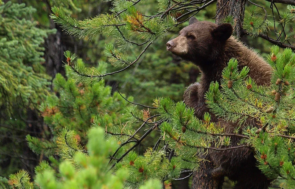 PETITION FOR ONTARIO BLACK BEAR SPRING HUNT