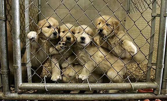 Support Animal Rights