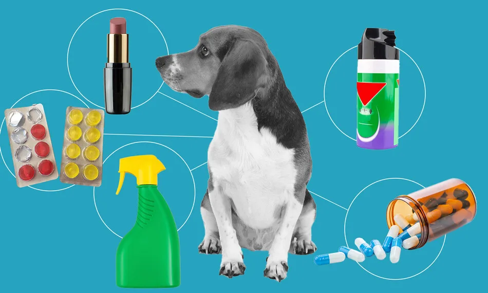 Bill: S.F. 1164 ANIMALS BEING TESTED AND THEN THEY DIE