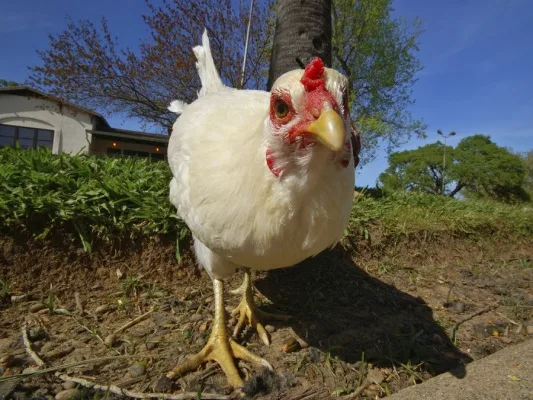Change Borough ordinance to allow Backyard Chickens