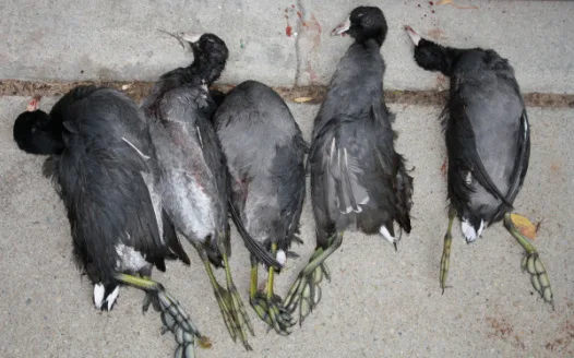Stop Organized Neighborhood Bird Shoots