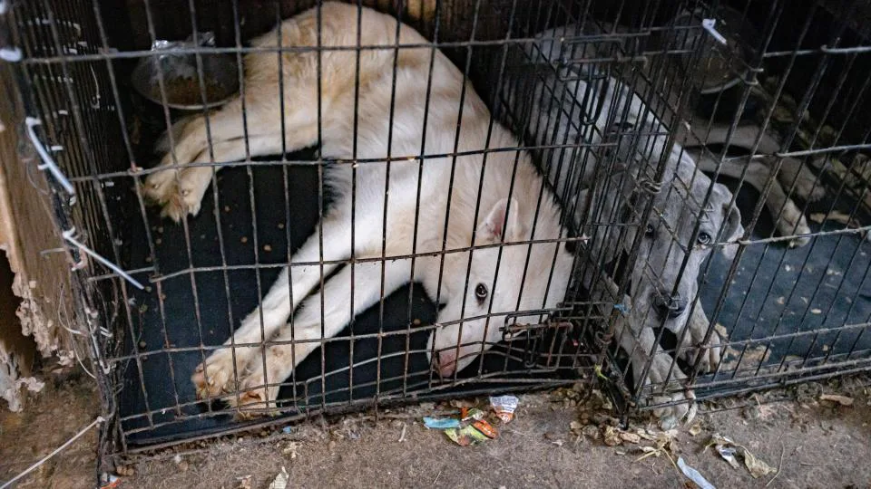 STOP ANIMAL HOARDING-SUPPORT ASSEMBLY BILL #A-1691