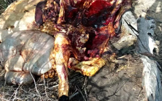 STOP STOCKTHEFT AND POACHING IN NAMIBIA