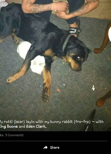 Bring Bear Home!