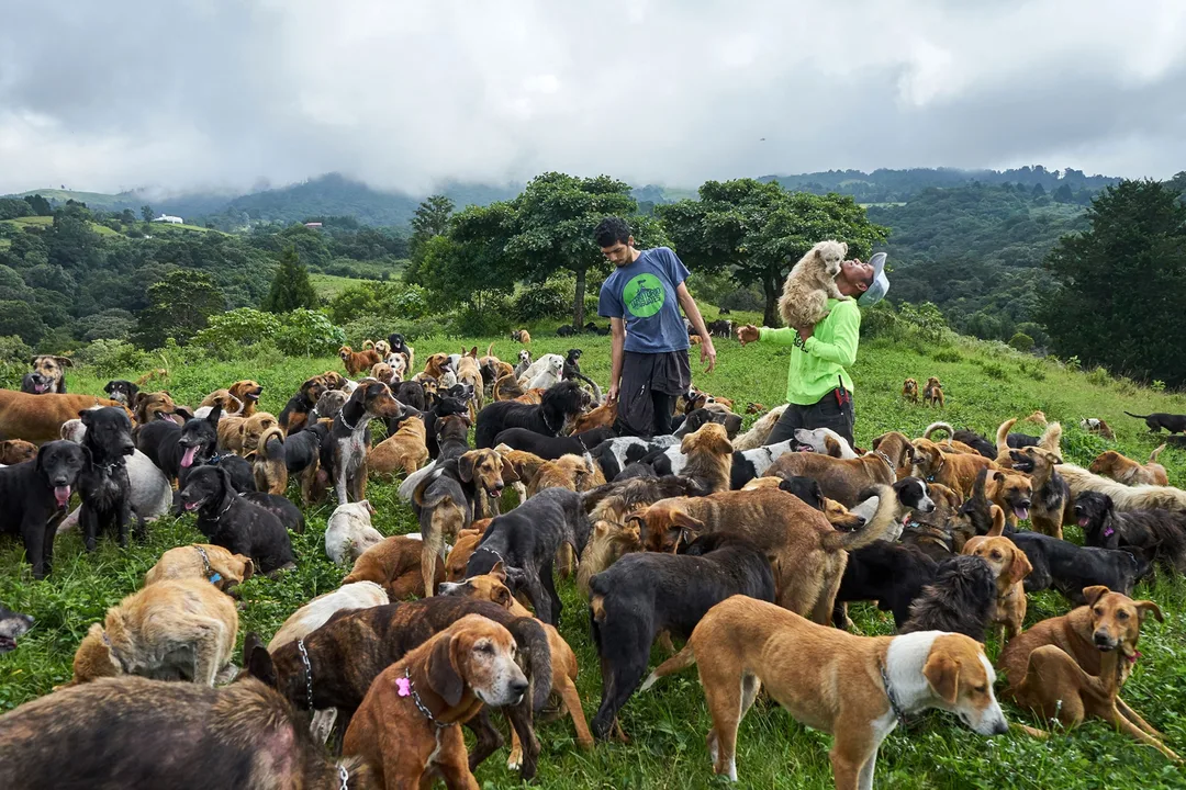 PETICION A FAVOR DE "ALDEA DE LOS PERROS"