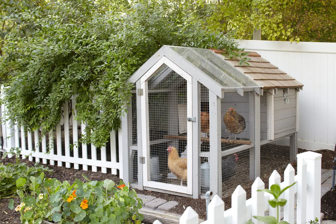 Allowance of backyard chickens with limited barriers to entry