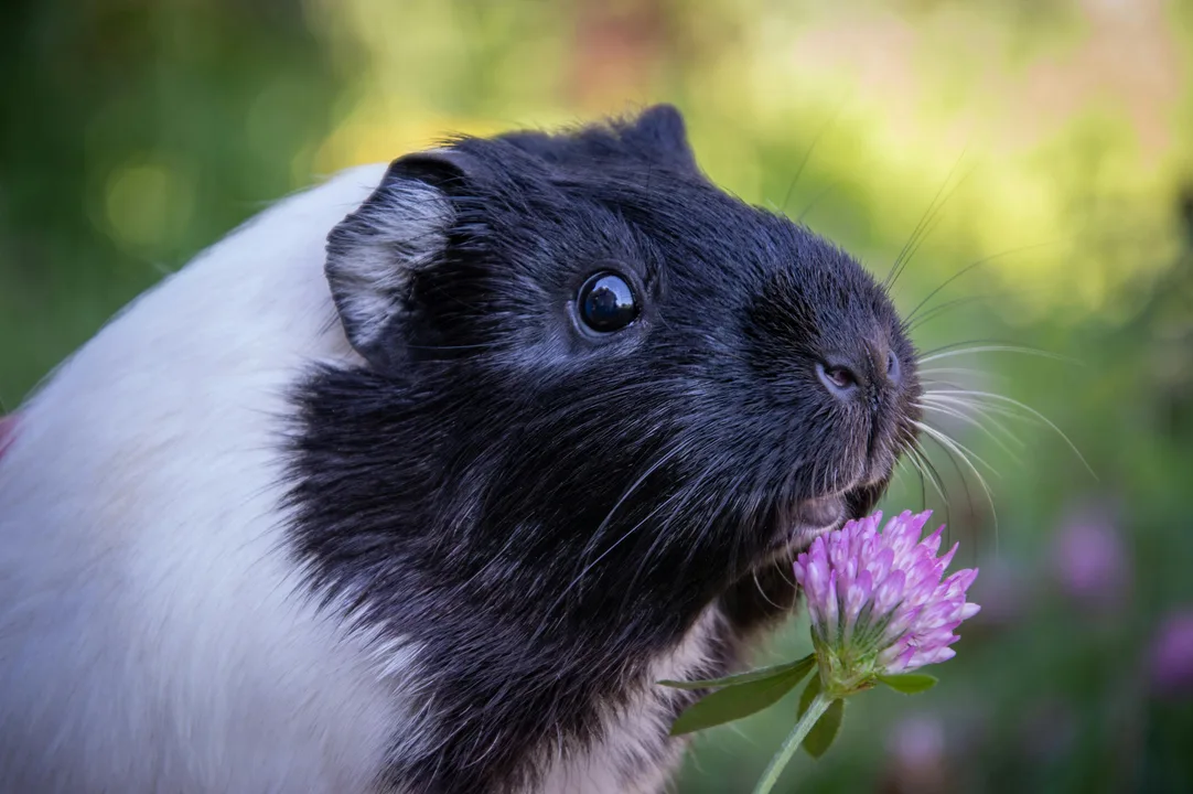 GUINEA PIGS FOR CECI 2K17
