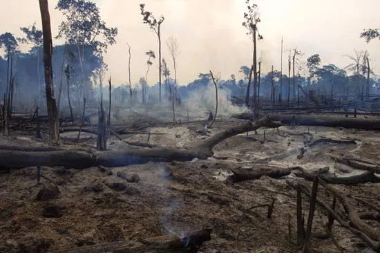 End the Destruction of Tropical Rainforests