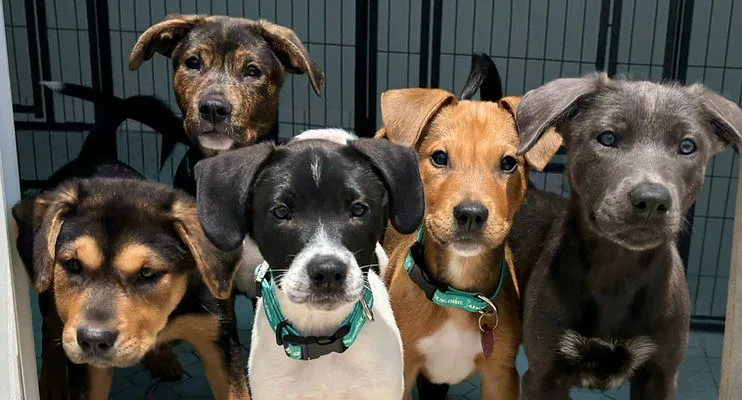 Save Scout - Kaceytron's Abused Dog.