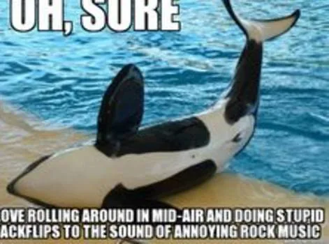 Save the Orcas