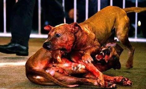 Give Toughest Sentences For All Dog Fighter!!!!!