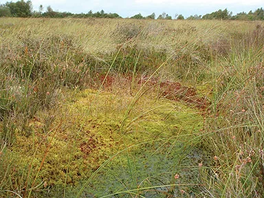 Save Ireland's Protected Raised Bogs