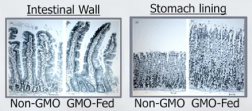 Stop the Spread of GMOs