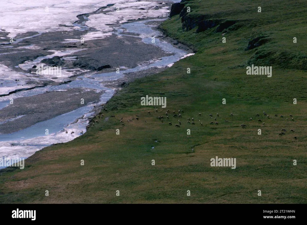 Stop Oil Drilling in ANWR