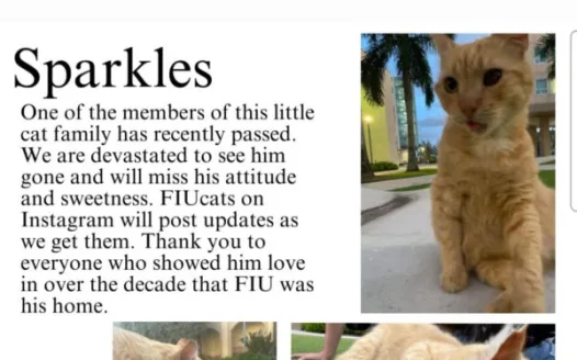 JusticeForSparkles