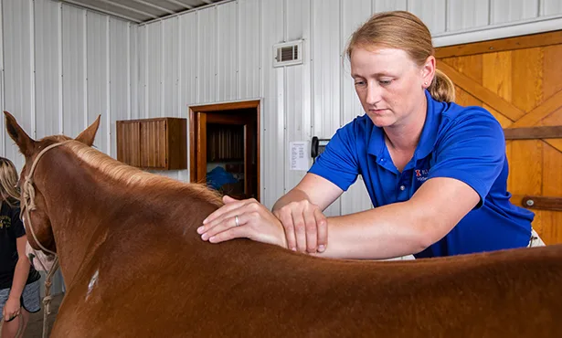 Protect the Legality of Complementary Veterinary Therapies
