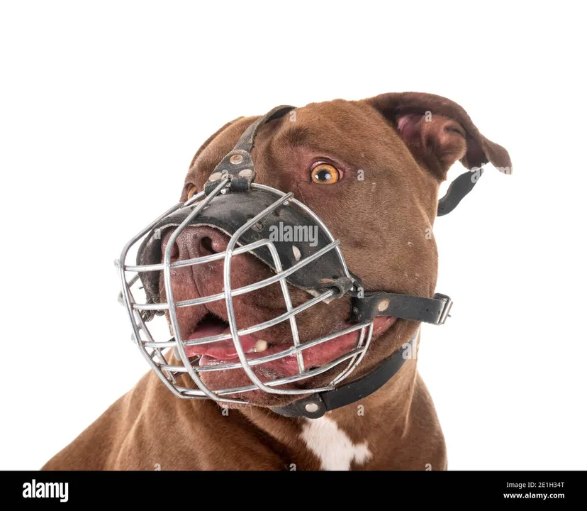 Worcester Ma pit bull law