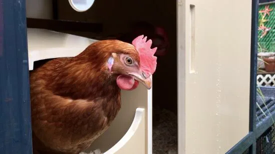 Laying hen in montreal (citizen)
