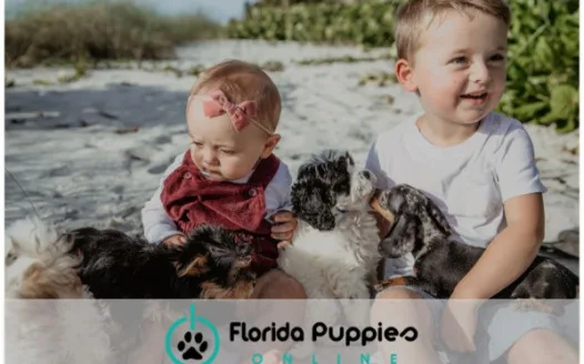 Don’t Shut Down Florida Puppies!